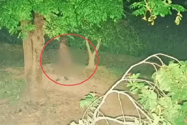 फगवाड़ा के गांव नरोड़ में आधी रात नग्न अवस्था में घूमती दिखी महिला, CCTV में कैद हुई गतिविधियां